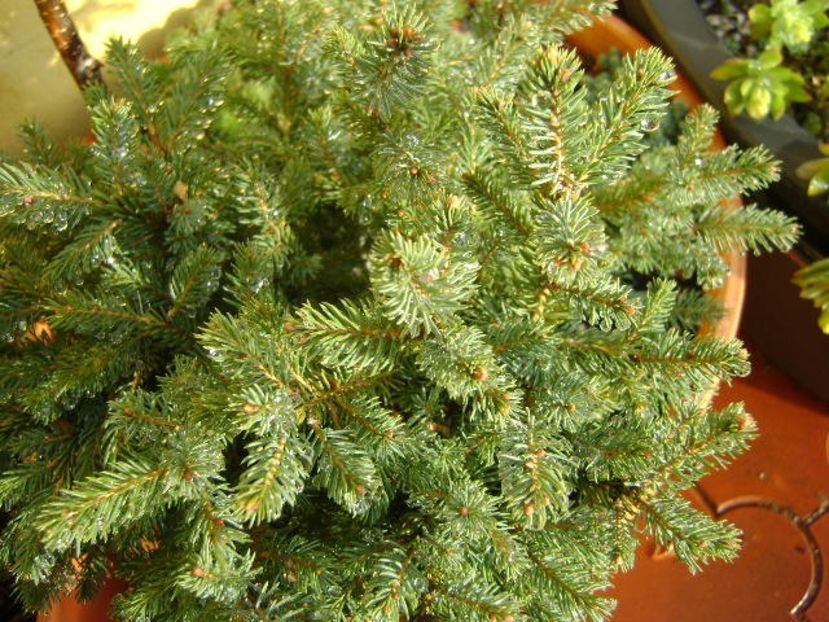 Forme si culori la inceput de decembrie 2018 - Toamna 2018-2019