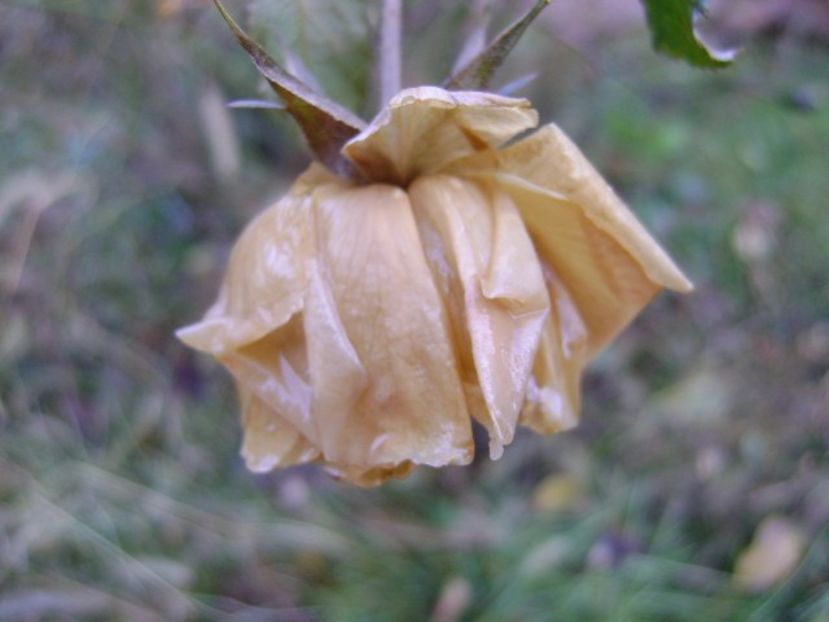 Forme si culori la inceput de decembrie 2018 - Toamna 2018-2019