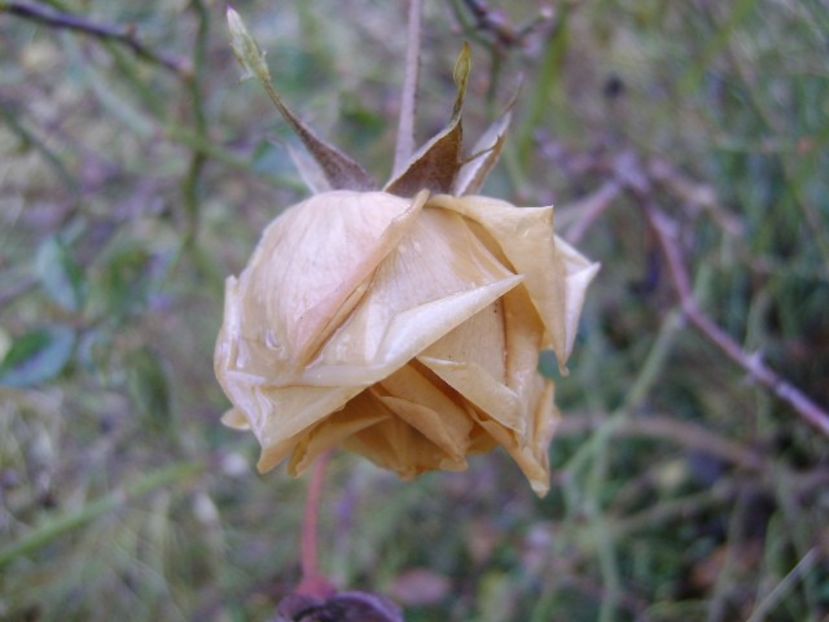 Forme si culori la inceput de decembrie 2018 - Toamna 2018-2019