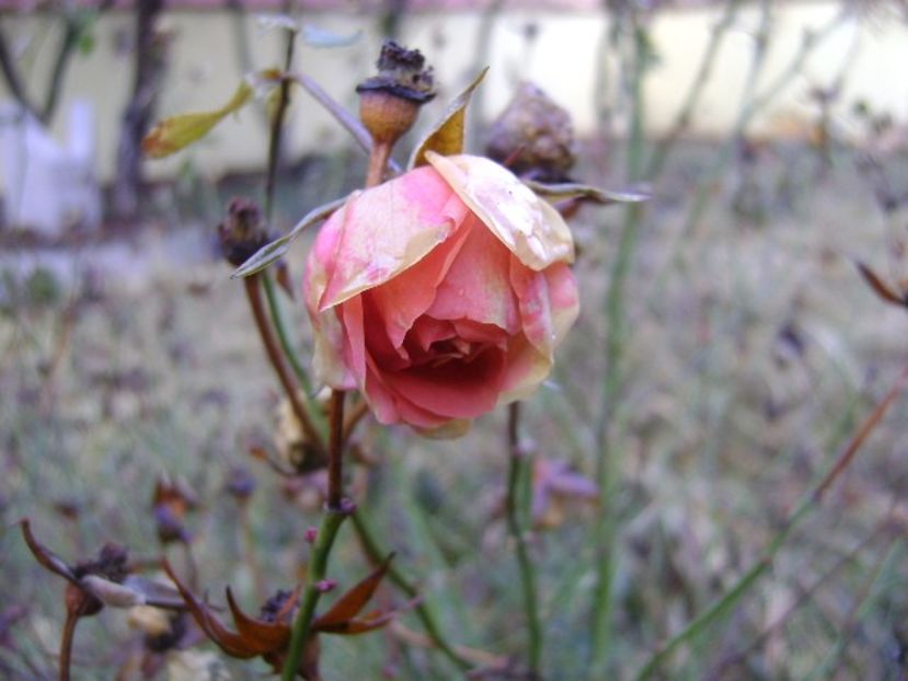 Forme si culori la inceput de decembrie 2018 - Toamna 2018-2019