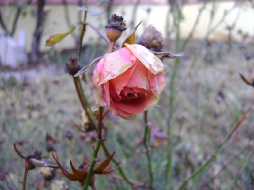 Forme si culori la inceput de decembrie 2018 - Toamna 2018-2019