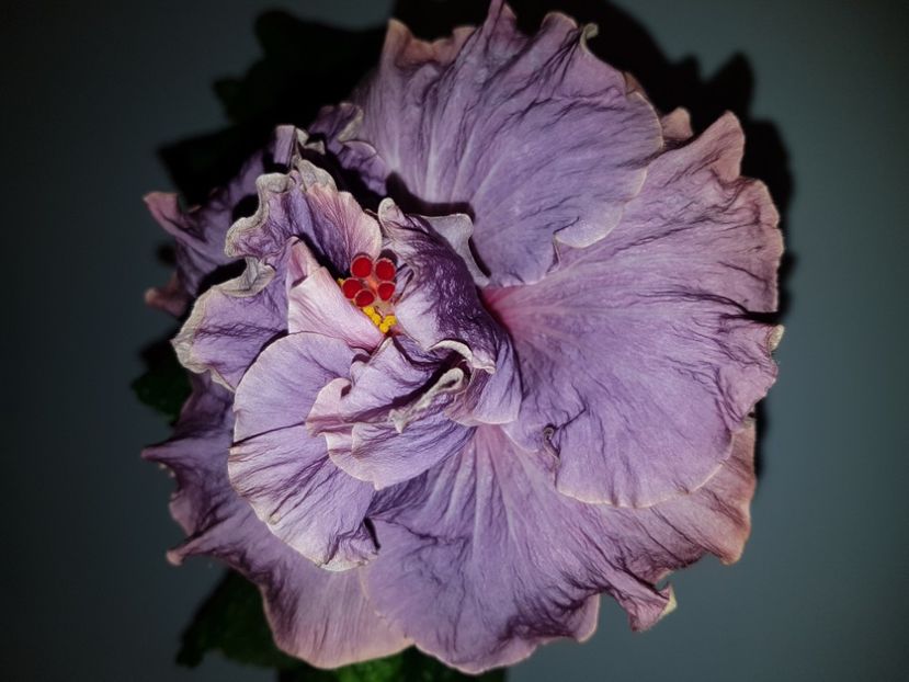  - Hibiscus Stormy Days