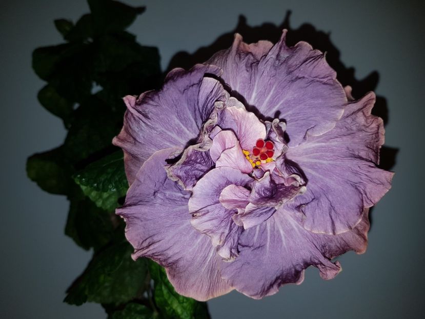  - Hibiscus Stormy Days