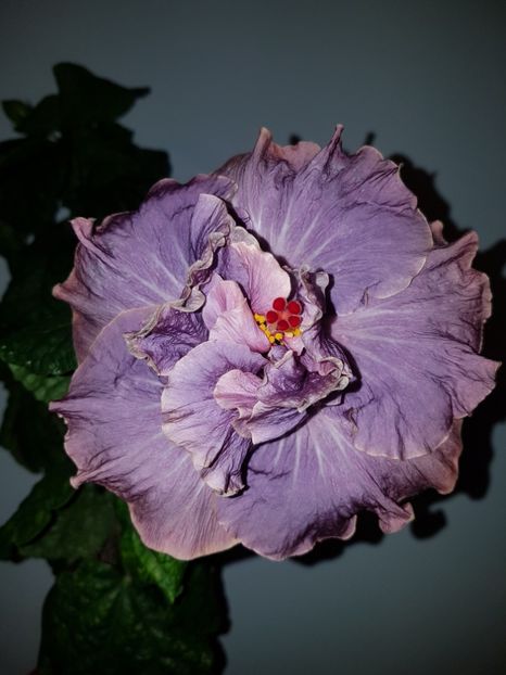  - Hibiscus Stormy Days