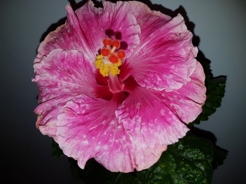  - Hibiscus Lady in Waiting