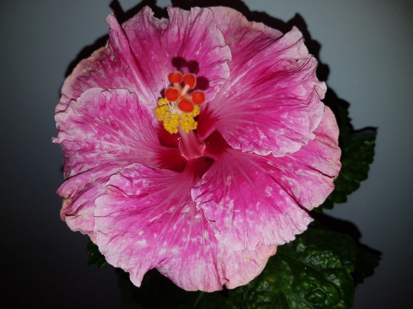  - Hibiscus Lady in Waiting