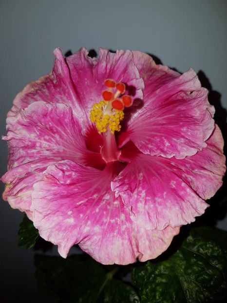  - Hibiscus Lady in Waiting