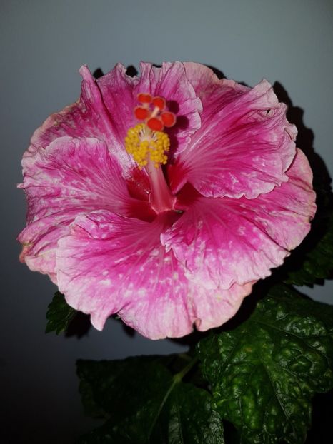  - Hibiscus Lady in Waiting
