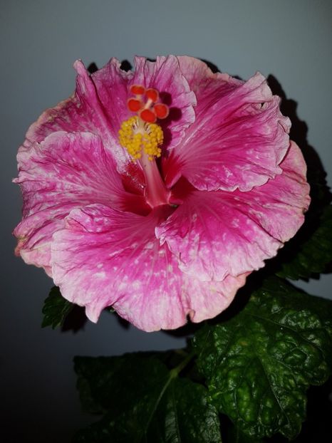  - Hibiscus Lady in Waiting