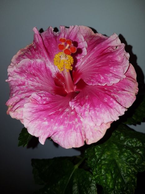 - Hibiscus Lady in Waiting