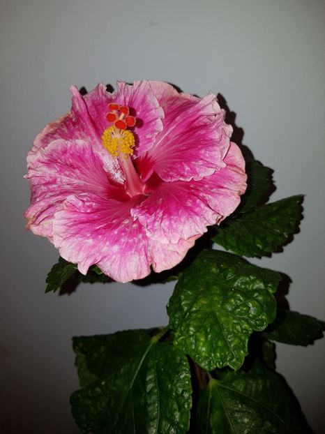  - Hibiscus Lady in Waiting