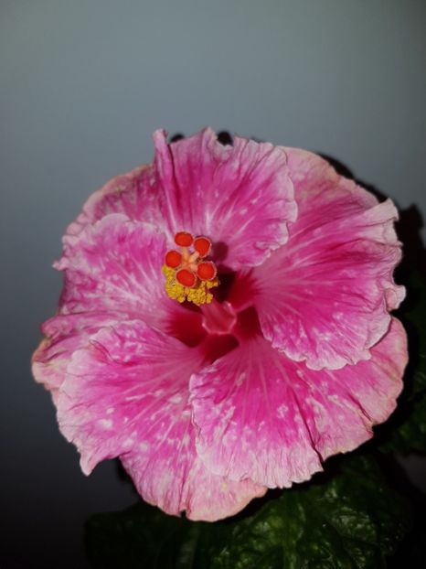  - Hibiscus Lady in Waiting