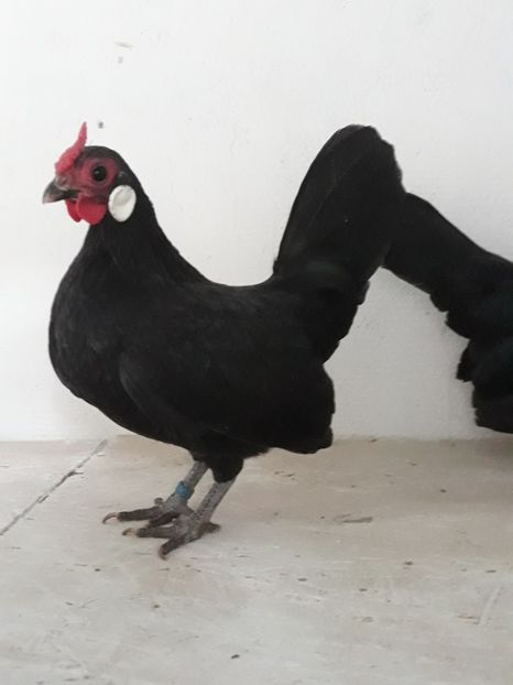  - Bantam negru