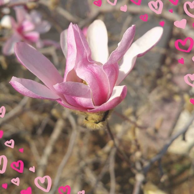 Cronica Carcotasilor - Cronica Carcotasilor Part 2