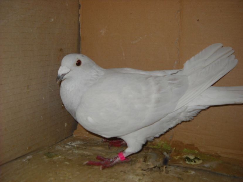  - UNDEVA IN SUCEAVA arhiva