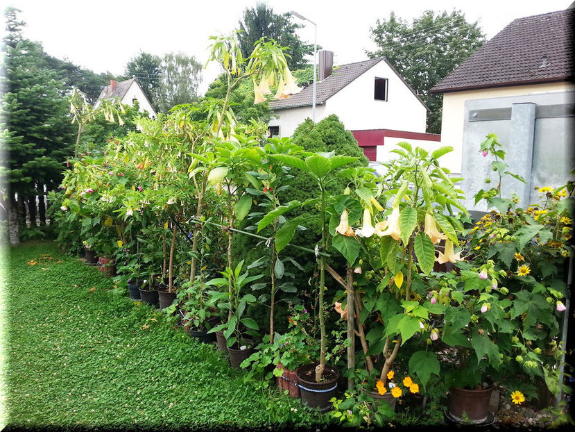 2014-08-03 09.46.19 - 2014