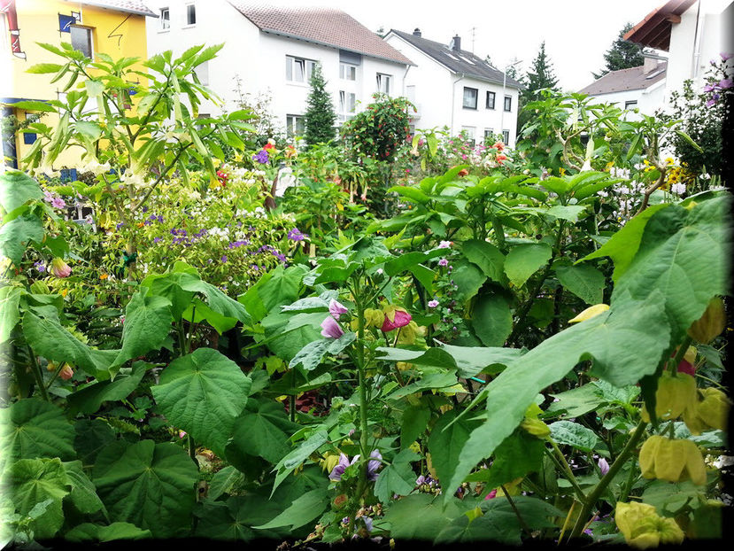 2014-08-03 09.46.59 - 2014