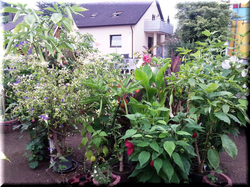 2014-08-06 19.43.23 - 2014