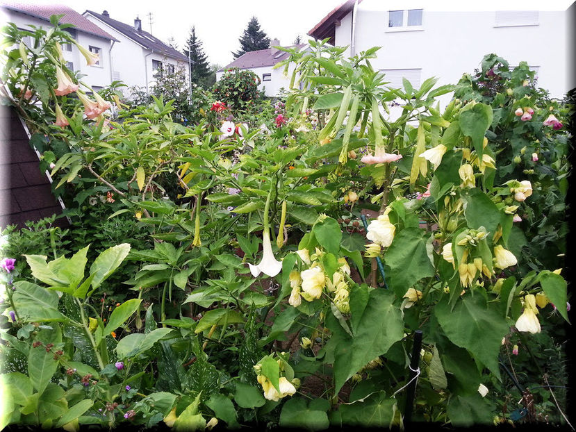 2014-08-06 19.47.50 - 2014