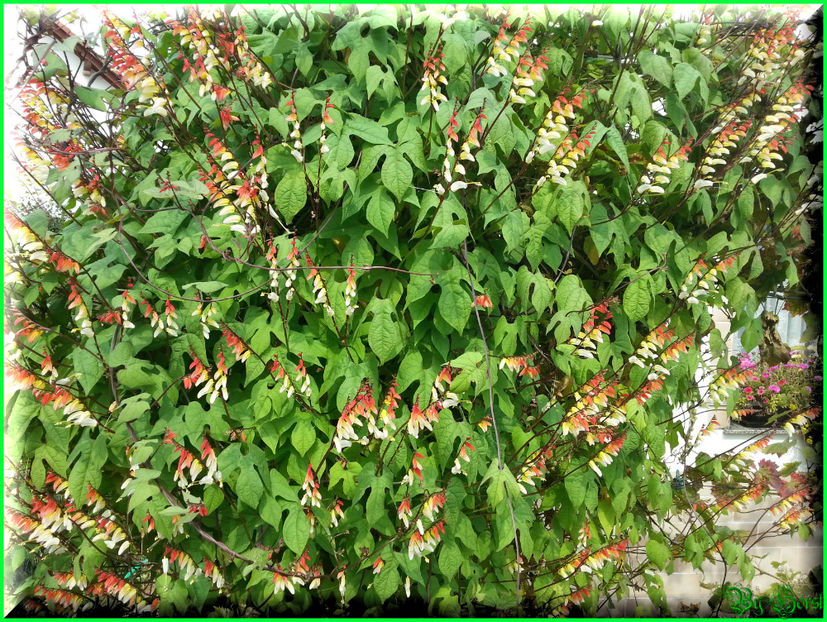 2014-09-09 13.13.39 - 2014