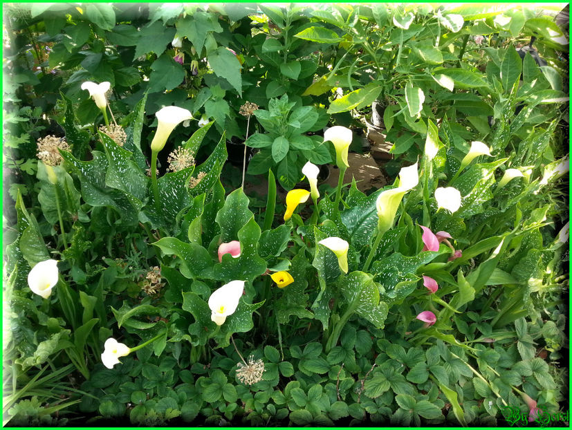 2015-07-09 18.33.44 - 2015