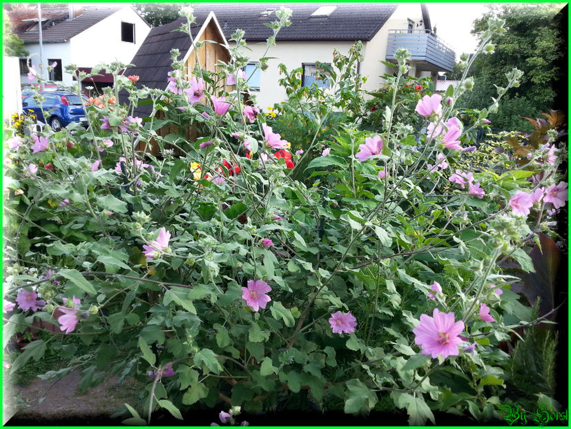 2015-07-14 19.00.27 - 2015