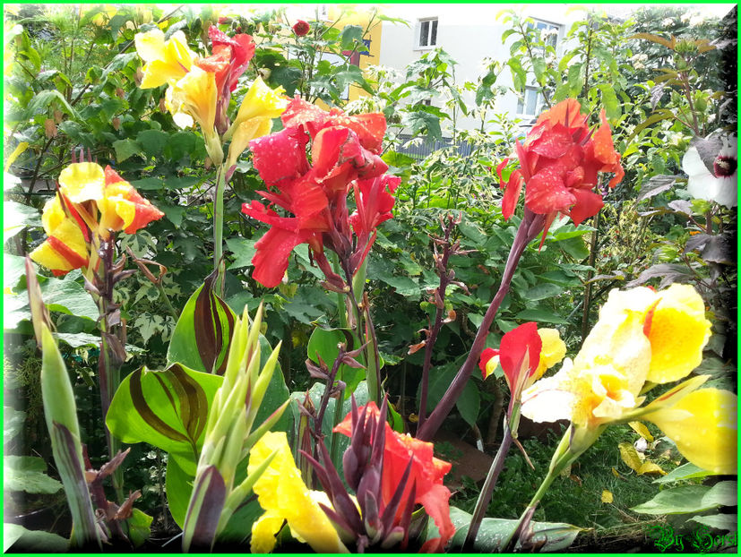 2015-07-29 15.30.44 - 2015