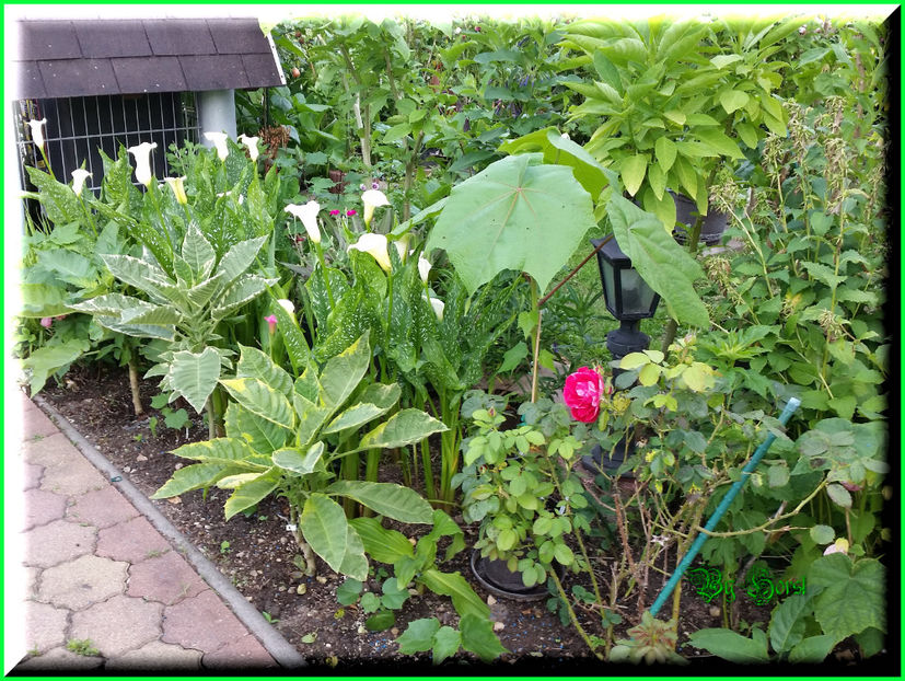 2016-07-06 07.43.19 - 2016