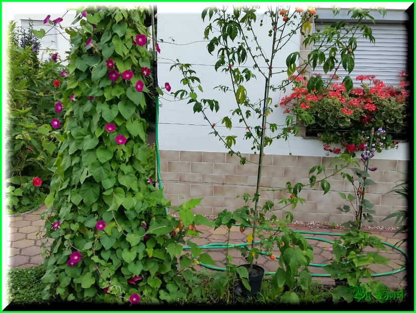 2016-07-28 07.42.55 - 2016