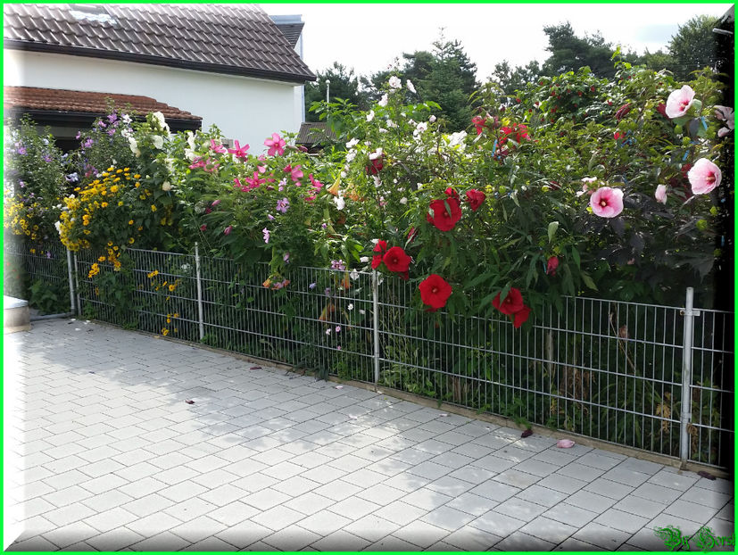 2017-08-09 10.48.51 - 2017