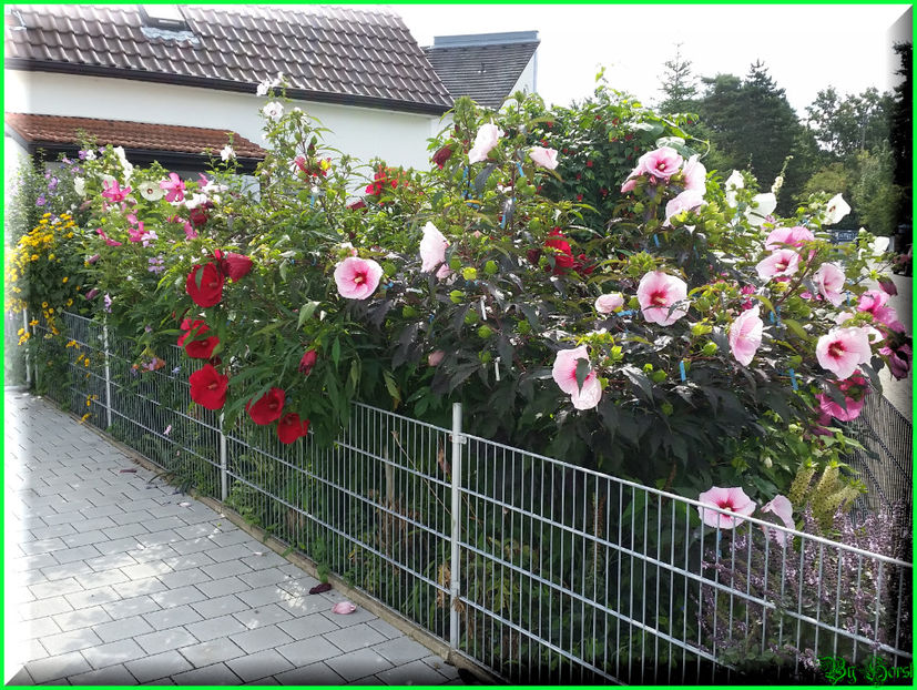 2017-08-09 10.49.01 - 2017