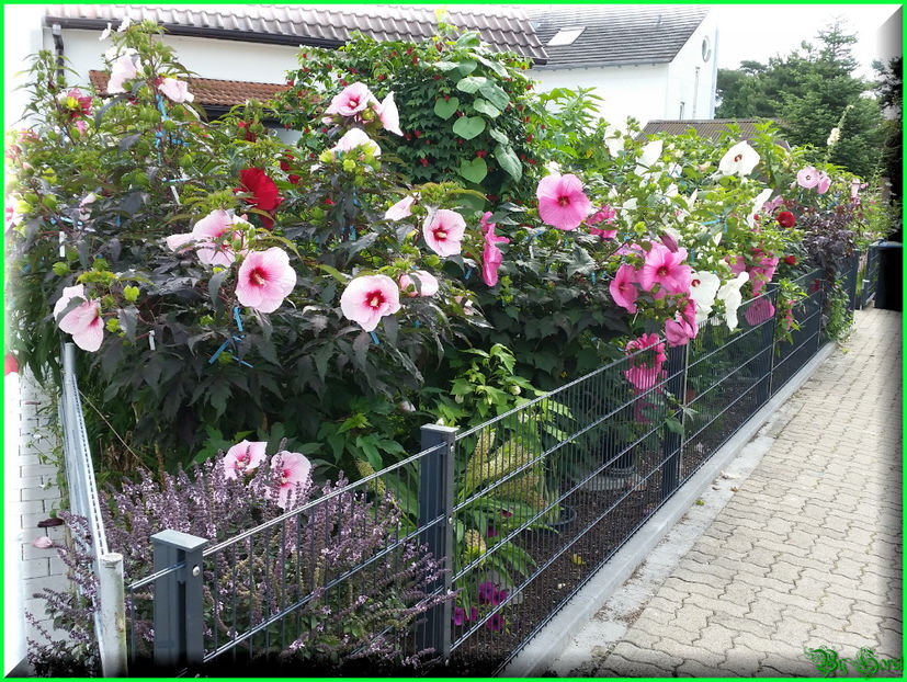 2017-08-09 10.49.11 - 2017