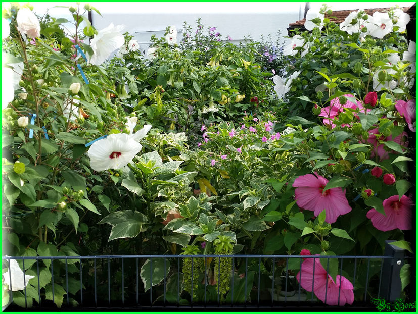 2017-08-09 10.49.23 - 2017