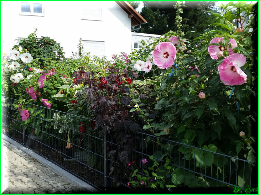 2017-08-09 10.49.40 - 2017