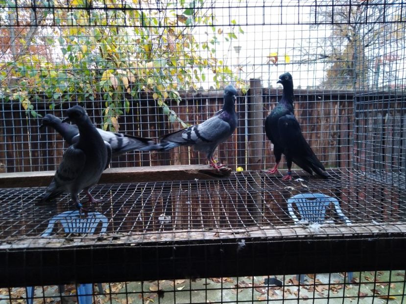  - de vanzare sau schimb deoarece desfiintez crescatoria