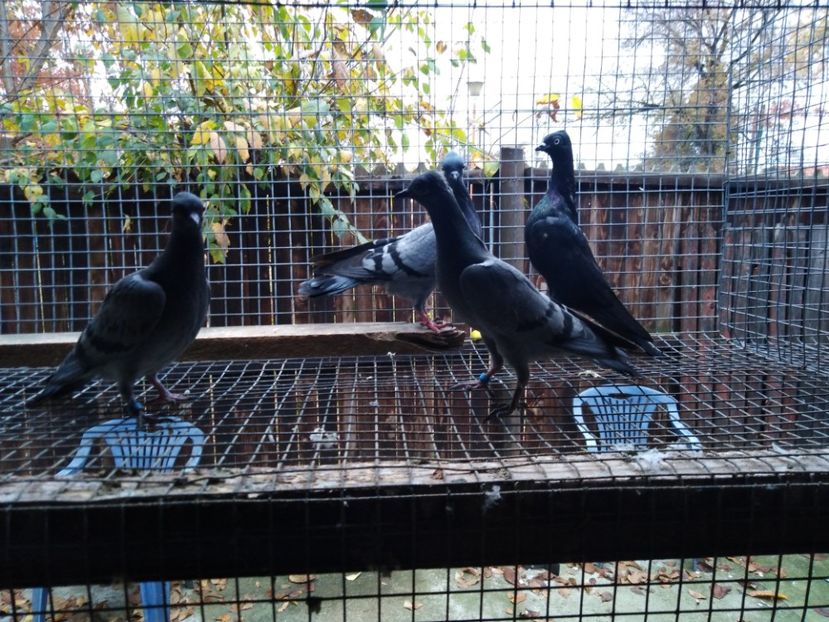  - de vanzare sau schimb deoarece desfiintez crescatoria