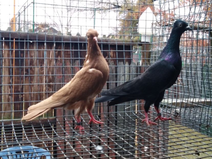  - de vanzare sau schimb deoarece desfiintez crescatoria