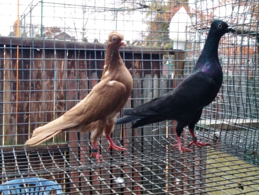  - de vanzare sau schimb deoarece desfiintez crescatoria