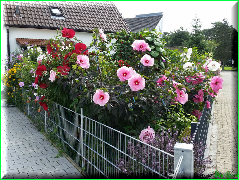 2017-08-17 12.04.11 - 2017