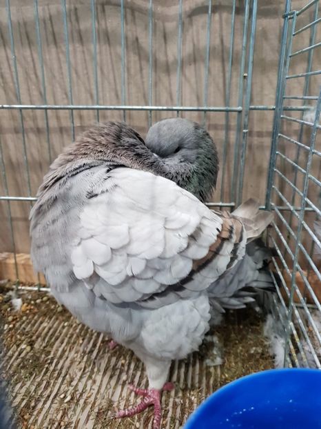 736BCB09-DED1-47E1-B48C-25CD0F57AA84 - Lipzig2018