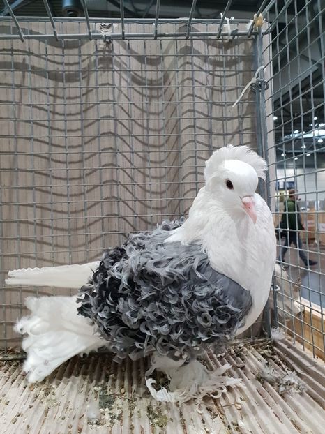 4B4A9A43-5979-4CFF-8288-3400F13251E1 - Lipzig2018