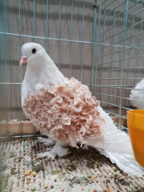 195479D7-D05D-44E1-80E1-4E390FC6E023 - Lipzig2018