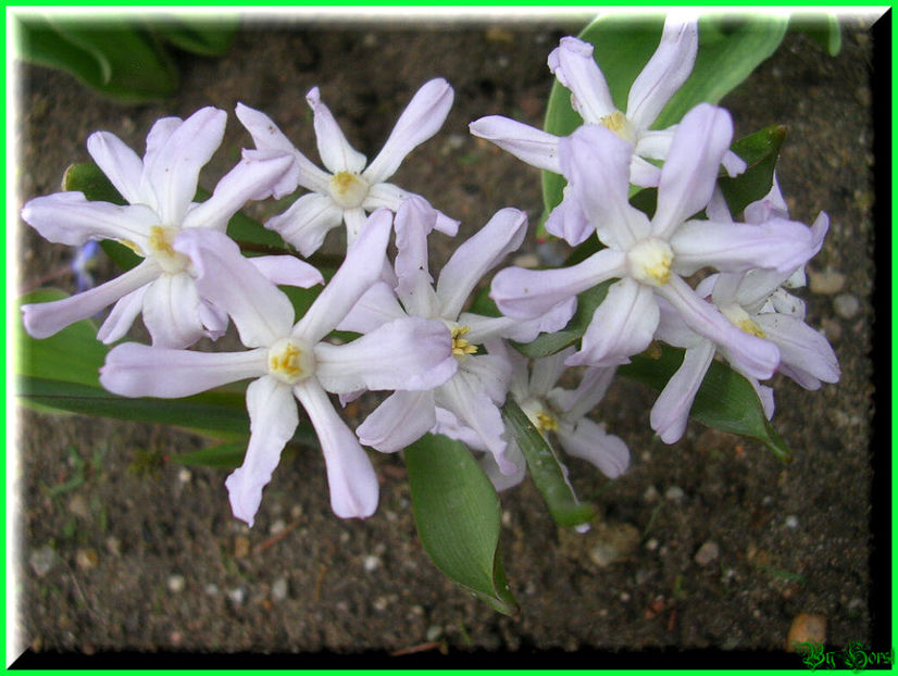 2010.03 - Flori 2010