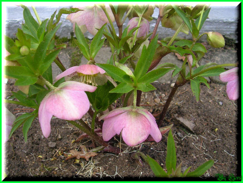 2010.03 - Flori 2010