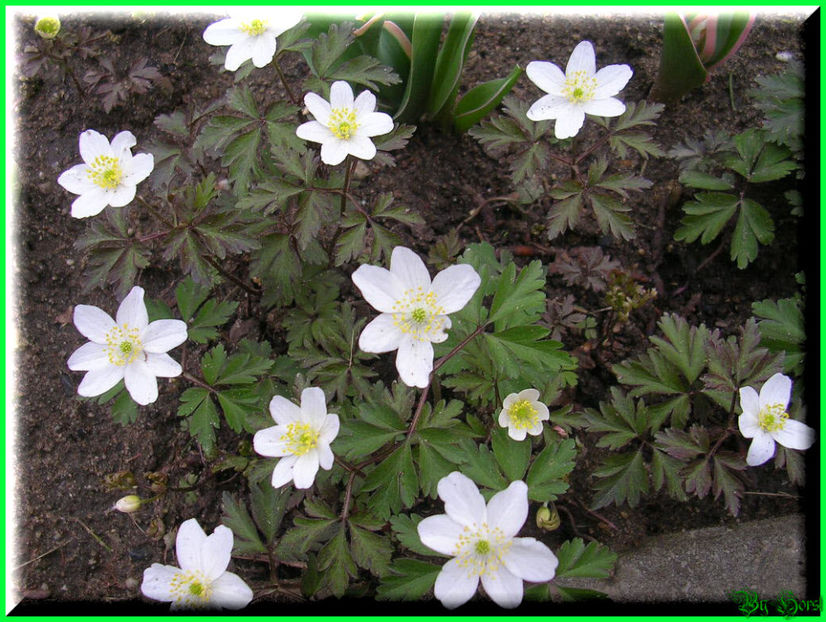 2010.03 - Flori 2010