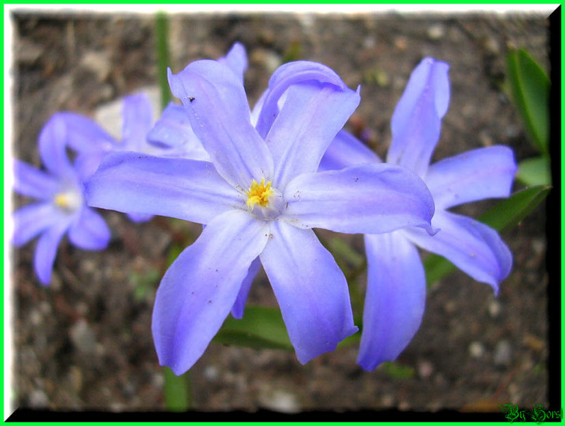 2010.03 - Flori 2010