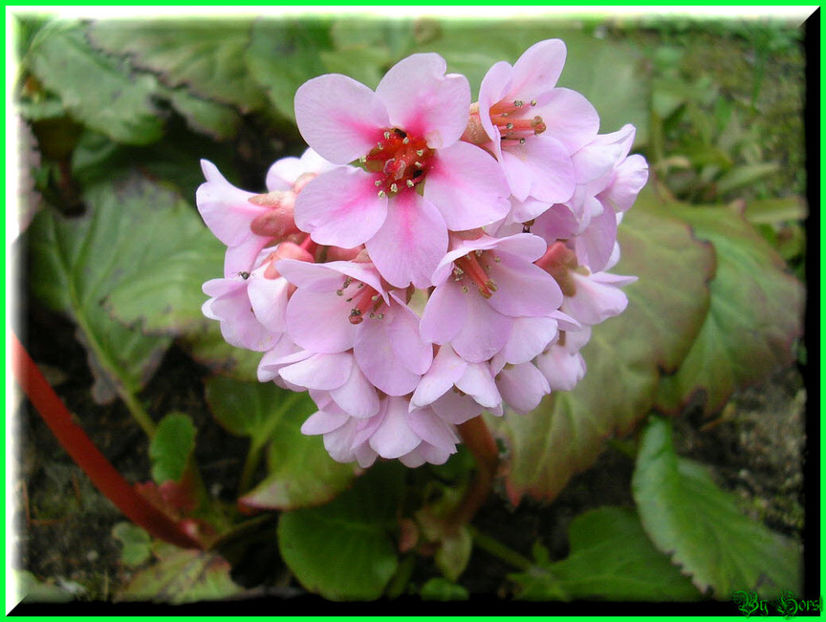 2010.03 - Flori 2010