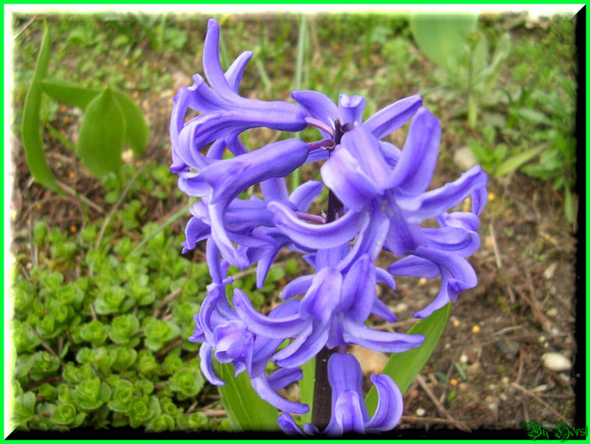 2010.03 - Flori 2010