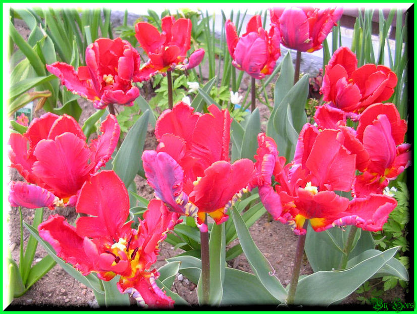 2010.04.20 - Flori 2010