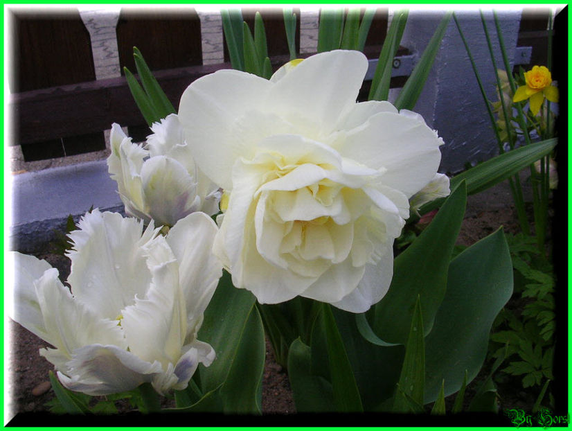 2010.04.20 - Flori 2010